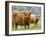 Highland Cow and Calf, Strathspey, Scotland, UK-Pete Cairns-Framed Photographic Print