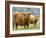 Highland Cow and Calf, Strathspey, Scotland, UK-Pete Cairns-Framed Photographic Print