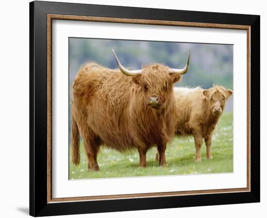 Highland Cow and Calf, Strathspey, Scotland, UK-Pete Cairns-Framed Photographic Print