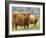 Highland Cow and Calf, Strathspey, Scotland, UK-Pete Cairns-Framed Photographic Print