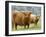 Highland Cow and Calf, Strathspey, Scotland, UK-Pete Cairns-Framed Photographic Print