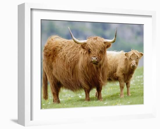 Highland Cow and Calf, Strathspey, Scotland, UK-Pete Cairns-Framed Photographic Print