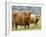 Highland Cow and Calf, Strathspey, Scotland, UK-Pete Cairns-Framed Photographic Print