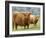 Highland Cow and Calf, Strathspey, Scotland, UK-Pete Cairns-Framed Photographic Print