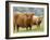 Highland Cow and Calf, Strathspey, Scotland, UK-Pete Cairns-Framed Photographic Print