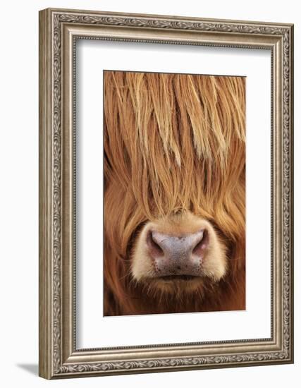 Highland Cow (Bos taurus) close-up, Isle of Mull, Inner Hebrides, Scotland, April-Laurie Campbell-Framed Photographic Print