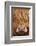 Highland Cow (Bos taurus) close-up, Isle of Mull, Inner Hebrides, Scotland, April-Laurie Campbell-Framed Photographic Print