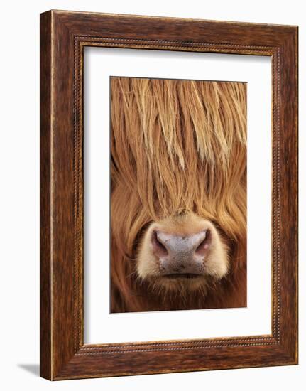 Highland Cow (Bos taurus) close-up, Isle of Mull, Inner Hebrides, Scotland, April-Laurie Campbell-Framed Photographic Print