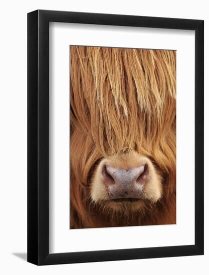 Highland Cow (Bos taurus) close-up, Isle of Mull, Inner Hebrides, Scotland, April-Laurie Campbell-Framed Photographic Print