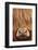 Highland Cow (Bos taurus) close-up, Isle of Mull, Inner Hebrides, Scotland, April-Laurie Campbell-Framed Photographic Print