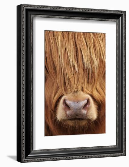 Highland Cow (Bos taurus) close-up, Isle of Mull, Inner Hebrides, Scotland, April-Laurie Campbell-Framed Photographic Print