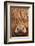 Highland Cow (Bos taurus) close-up, Isle of Mull, Inner Hebrides, Scotland, April-Laurie Campbell-Framed Photographic Print