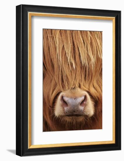 Highland Cow (Bos taurus) close-up, Isle of Mull, Inner Hebrides, Scotland, April-Laurie Campbell-Framed Photographic Print