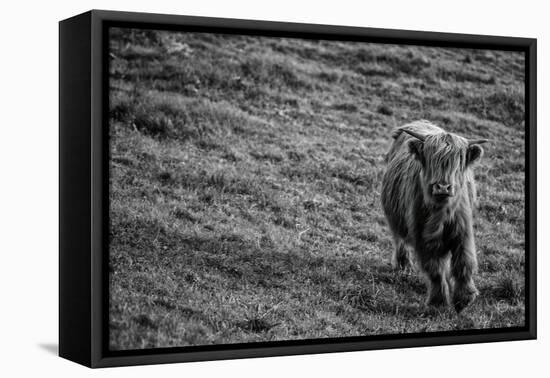 Highland Cow Calf in the Wind-Nathan Larson-Framed Premier Image Canvas