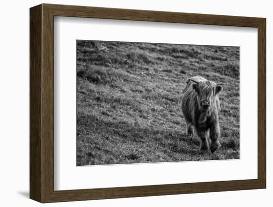 Highland Cow Calf in the Wind-Nathan Larson-Framed Photographic Print