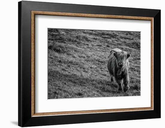 Highland Cow Calf in the Wind-Nathan Larson-Framed Photographic Print