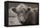 Highland Cow Do Neutral-Nathan Larson-Framed Premier Image Canvas