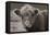 Highland Cow Do Neutral-Nathan Larson-Framed Premier Image Canvas