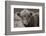 Highland Cow Do Neutral-Nathan Larson-Framed Photographic Print
