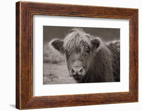 Highland Cow Do Neutral-Nathan Larson-Framed Photographic Print