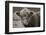 Highland Cow Do Neutral-Nathan Larson-Framed Photographic Print