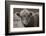 Highland Cow Do Neutral-Nathan Larson-Framed Photographic Print