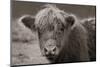 Highland Cow Do Neutral-Nathan Larson-Mounted Photographic Print