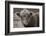 Highland Cow Do Neutral-Nathan Larson-Framed Photographic Print