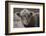 Highland Cow Do Neutral-Nathan Larson-Framed Photographic Print