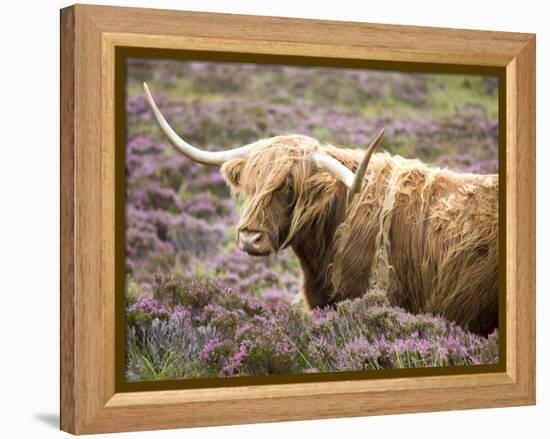 Highland Cow Grazing Among Heather Near Drinan, on Road to Elgol, Isle of Skye, Highlands, Scotland-Lee Frost-Framed Premier Image Canvas