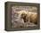 Highland Cow Grazing Among Heather Near Drinan, on Road to Elgol, Isle of Skye, Highlands, Scotland-Lee Frost-Framed Premier Image Canvas