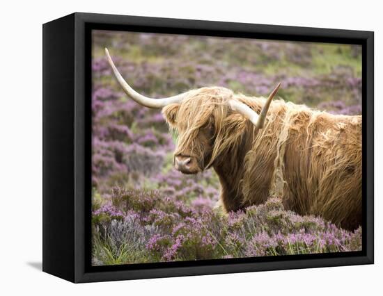 Highland Cow Grazing Among Heather Near Drinan, on Road to Elgol, Isle of Skye, Highlands, Scotland-Lee Frost-Framed Premier Image Canvas