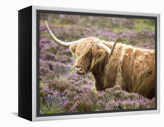 Highland Cow Grazing Among Heather Near Drinan, on Road to Elgol, Isle of Skye, Highlands, Scotland-Lee Frost-Framed Premier Image Canvas