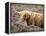 Highland Cow Grazing Among Heather Near Drinan, on Road to Elgol, Isle of Skye, Highlands, Scotland-Lee Frost-Framed Premier Image Canvas