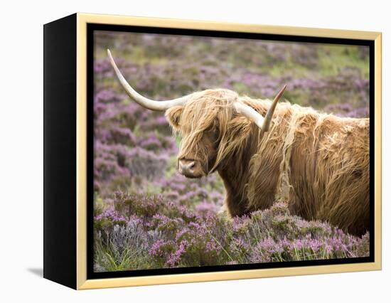 Highland Cow Grazing Among Heather Near Drinan, on Road to Elgol, Isle of Skye, Highlands, Scotland-Lee Frost-Framed Premier Image Canvas