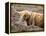 Highland Cow Grazing Among Heather Near Drinan, on Road to Elgol, Isle of Skye, Highlands, Scotland-Lee Frost-Framed Premier Image Canvas