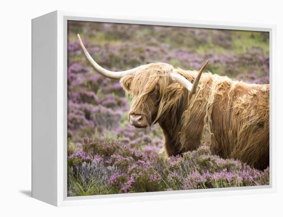 Highland Cow Grazing Among Heather Near Drinan, on Road to Elgol, Isle of Skye, Highlands, Scotland-Lee Frost-Framed Premier Image Canvas