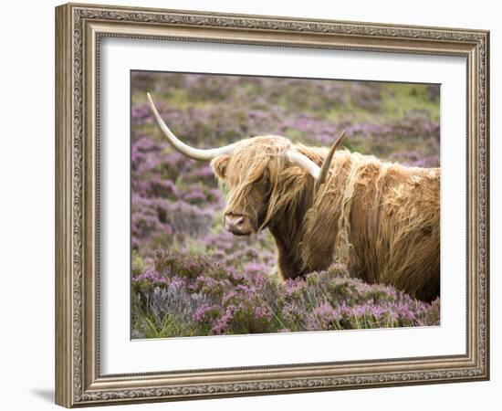 Highland Cow Grazing Among Heather Near Drinan, on Road to Elgol, Isle of Skye, Highlands, Scotland-Lee Frost-Framed Photographic Print