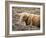 Highland Cow Grazing Among Heather Near Drinan, on Road to Elgol, Isle of Skye, Highlands, Scotland-Lee Frost-Framed Photographic Print