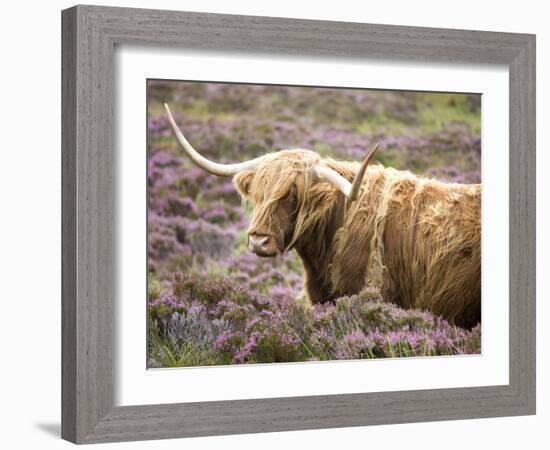 Highland Cow Grazing Among Heather Near Drinan, on Road to Elgol, Isle of Skye, Highlands, Scotland-Lee Frost-Framed Photographic Print