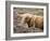 Highland Cow Grazing Among Heather Near Drinan, on Road to Elgol, Isle of Skye, Highlands, Scotland-Lee Frost-Framed Photographic Print