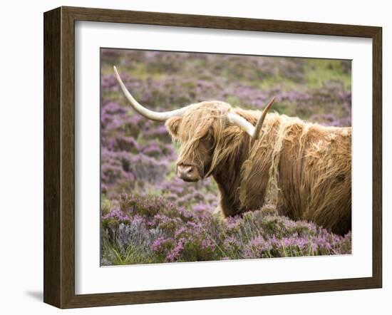 Highland Cow Grazing Among Heather Near Drinan, on Road to Elgol, Isle of Skye, Highlands, Scotland-Lee Frost-Framed Photographic Print