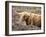 Highland Cow Grazing Among Heather Near Drinan, on Road to Elgol, Isle of Skye, Highlands, Scotland-Lee Frost-Framed Photographic Print