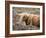 Highland Cow Grazing Among Heather Near Drinan, on Road to Elgol, Isle of Skye, Highlands, Scotland-Lee Frost-Framed Photographic Print