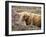 Highland Cow Grazing Among Heather Near Drinan, on Road to Elgol, Isle of Skye, Highlands, Scotland-Lee Frost-Framed Photographic Print