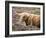 Highland Cow Grazing Among Heather Near Drinan, on Road to Elgol, Isle of Skye, Highlands, Scotland-Lee Frost-Framed Photographic Print