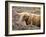 Highland Cow Grazing Among Heather Near Drinan, on Road to Elgol, Isle of Skye, Highlands, Scotland-Lee Frost-Framed Photographic Print