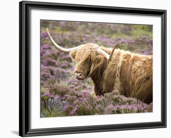 Highland Cow Grazing Among Heather Near Drinan, on Road to Elgol, Isle of Skye, Highlands, Scotland-Lee Frost-Framed Photographic Print