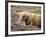 Highland Cow Grazing Among Heather Near Drinan, on Road to Elgol, Isle of Skye, Highlands, Scotland-Lee Frost-Framed Photographic Print