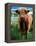 Highland Cow, Hope, United Kingdom-Mark Daffey-Framed Premier Image Canvas